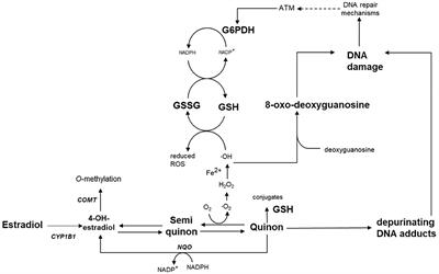 Maternal exposure to genistein during pregnancy and oxidative DNA damage in testes of male mouse offspring